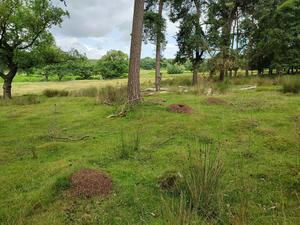 Wood ant  colony with multiple, interconnected nests