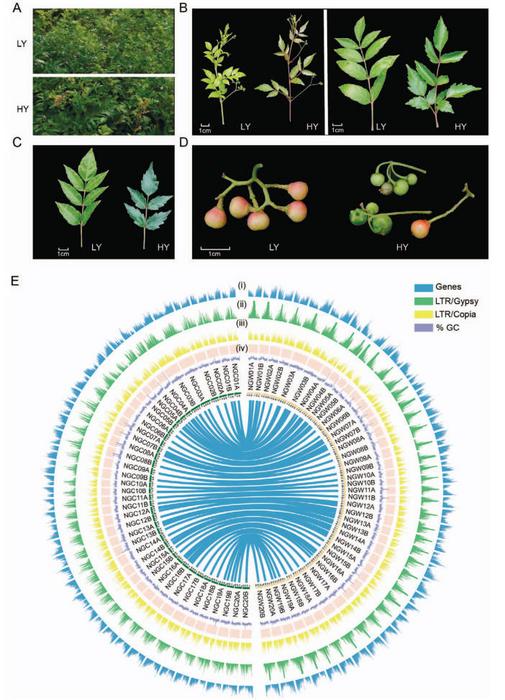 Morphological characteristics and chromosomal elements distribution of the two Nekemia grossedentata cultivars.