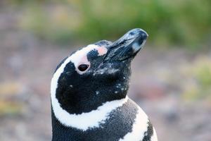 Magellanic penguin