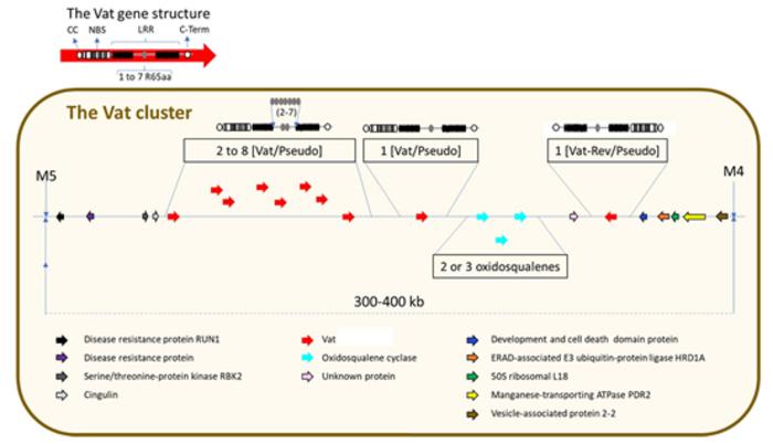 Schematic structure of the Vat cluster in Cucumis melo.