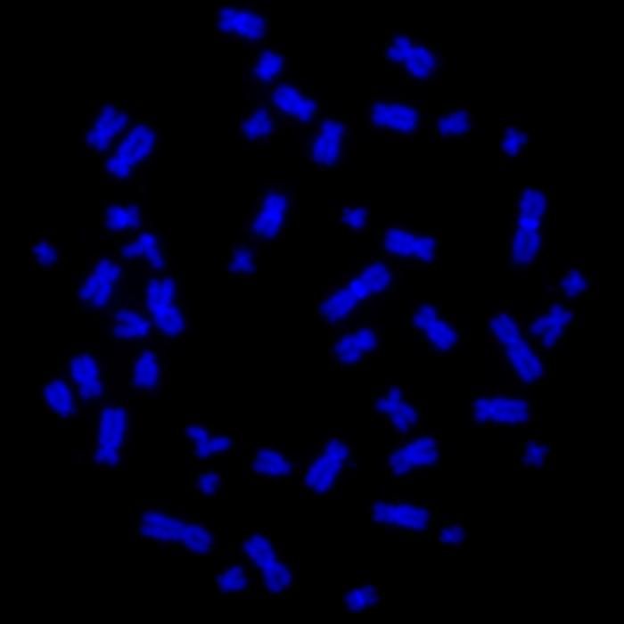 Chromosomes