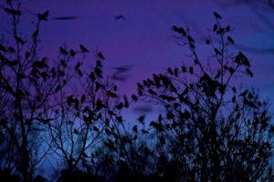 Jackdaws roosting in a tree