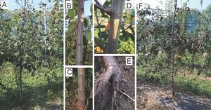 Fig. 1. Natural symptoms of wilt in Pyrus pyrifolia