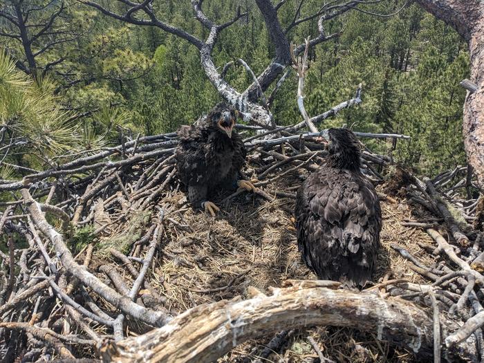 Two Nestling Bald Eagles