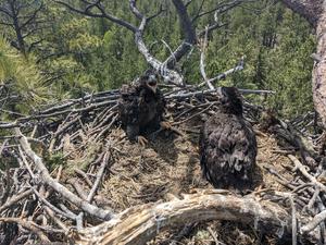 Two Nestling Bald Eagles