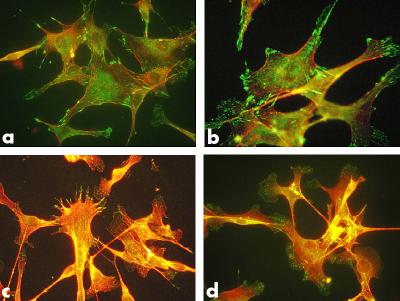 Biomaterial Blends