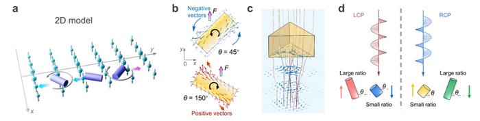 Figure 2 | Simulation of morphology- and rotation-induced optical torques and forces.