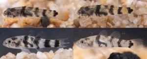 Live photographs of four paratypes of Brachygobius jennie sp. nov.