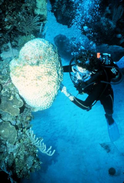 Sponge with Symbiotic Algae