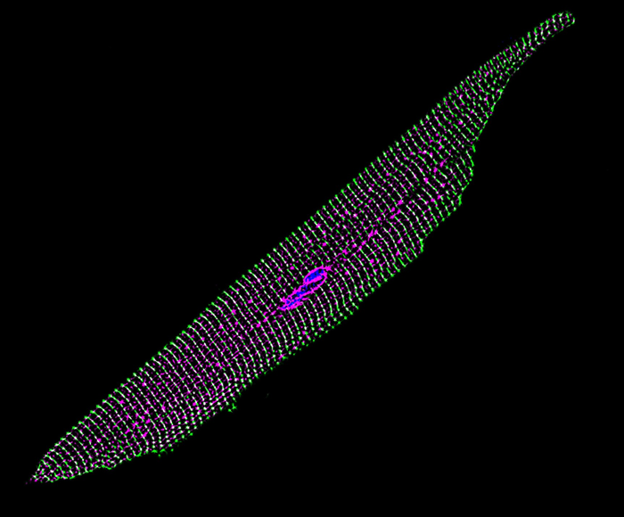 Gene Therapy in Heart Cell