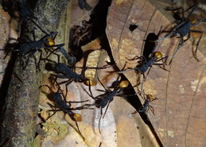 Ant Raid