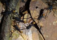 Ant Raid