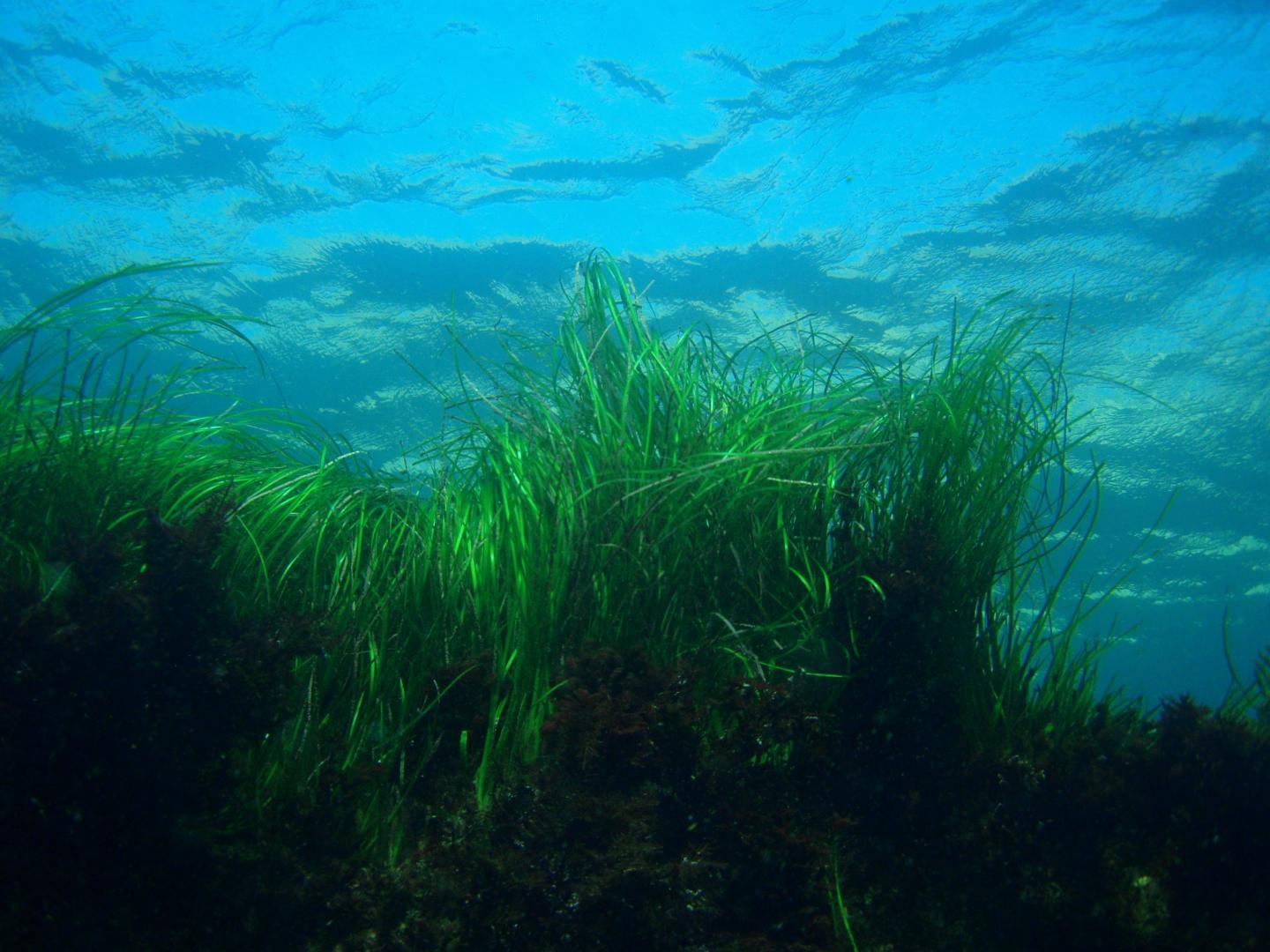 Seagrass
