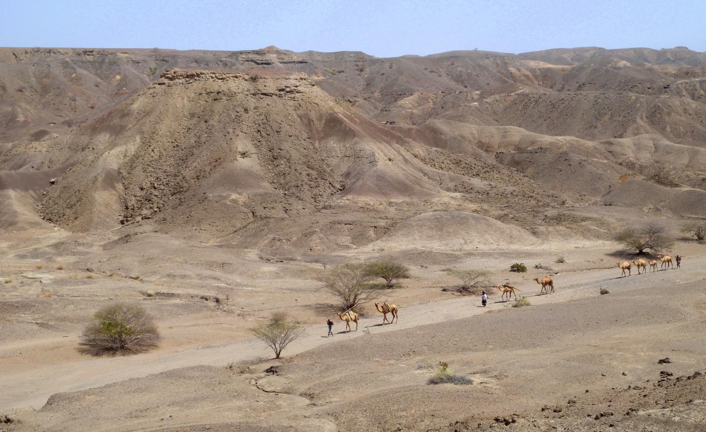 Camel Caravan