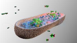 Gut microbes could protect us from toxic ‘forever chemicals’