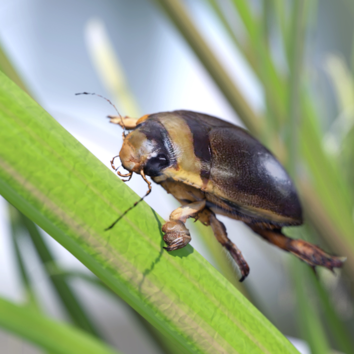 Male diving beetle