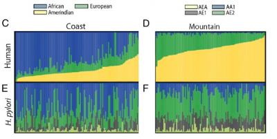 Admixture Proportions of Human and <em>H. Pylori</em> Ancestry