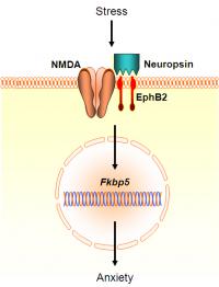 Neurochemical Cascade