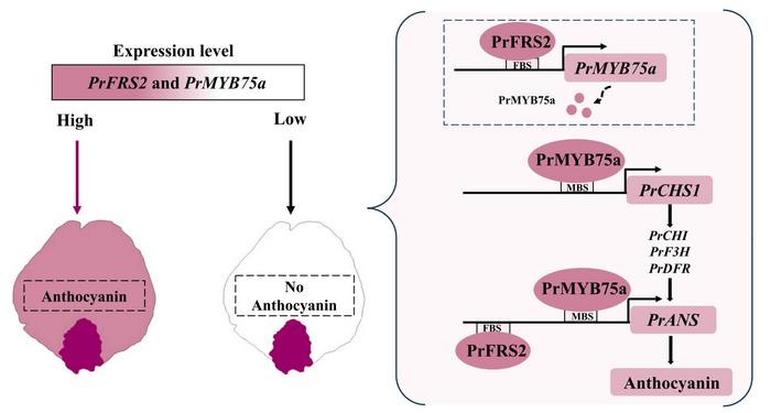 A proposed regulatory mechanism of the PrFRS2-PrMYB75a module controls the petal background coloration in P. rockii.