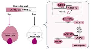 A proposed regulatory mechanism of the PrFRS2-PrMYB75a module controls the petal background coloration in P. rockii.