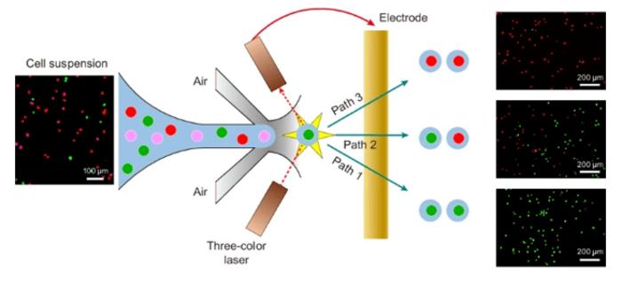 Channel-Free Single-Cell Sorting in Air with Tunable Paths.