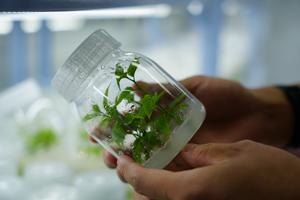 Researchers Uncover the Molecular Switches That Control Bud Elongation