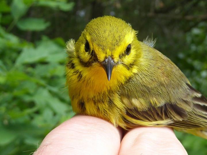 Biodiversity and Scale