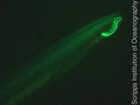 Amphioxus (2 of 3)