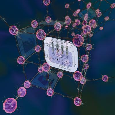 A Model for a Circadian Neuron Network