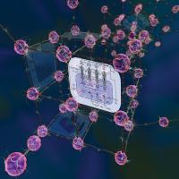 A Model for a Circadian Neuron Network