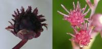 Pistillate Flowers
