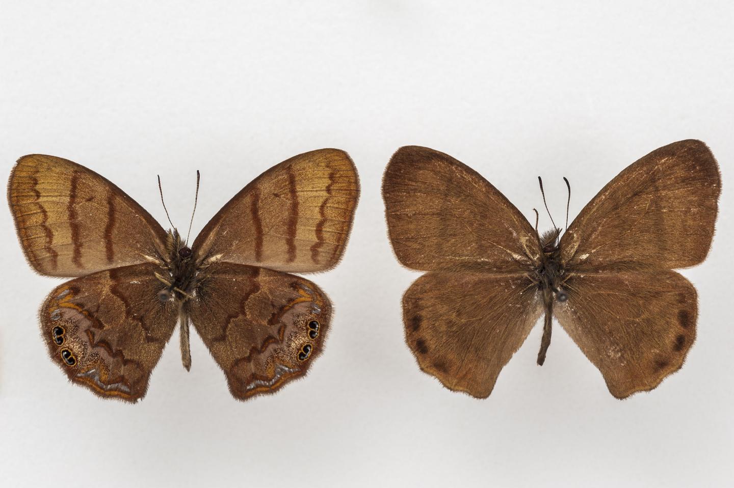 The New Butterfly Species