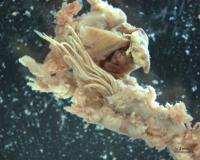 Rat Lungworm Found Throughout Florida (1 of 2)