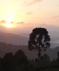 Monkey Puzzle Forests