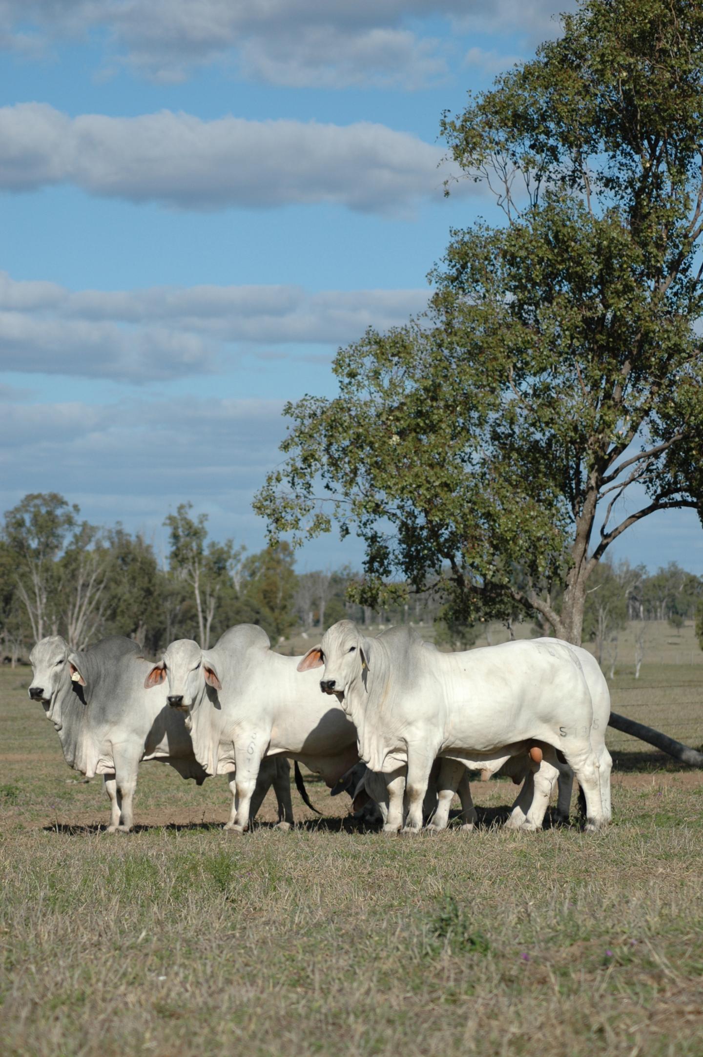 Brahman Bulls