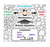 Figure 3: A model of vascular stem cell regulation based on this research.