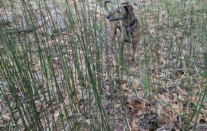 Picture of Horsetial