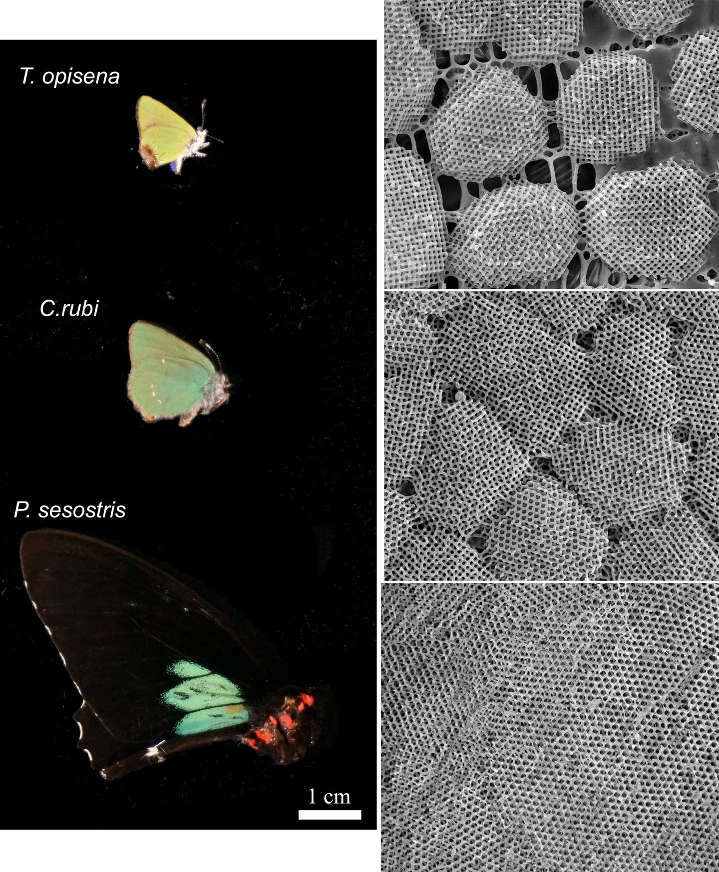 A Close-Up View Shows How Butterflies' Wings Are Colored (2 of 8)