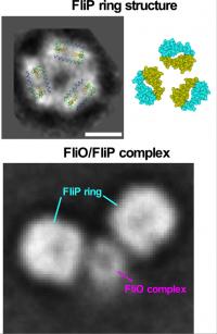 Figure 2. Model for the FliP Ring Structure