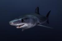 Mako Shark