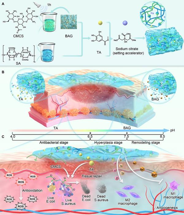 SCHEMATIC REPRESENTATION OF THE PH-RESPONSIVE MULTIFUNCTIONAL HYDROGEL DESIGNED FOR THE HEALING OF INFECTED WOUNDS.