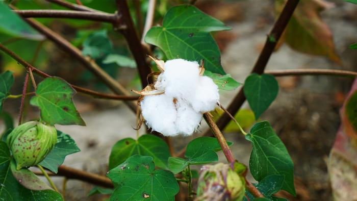 Cotton Boll