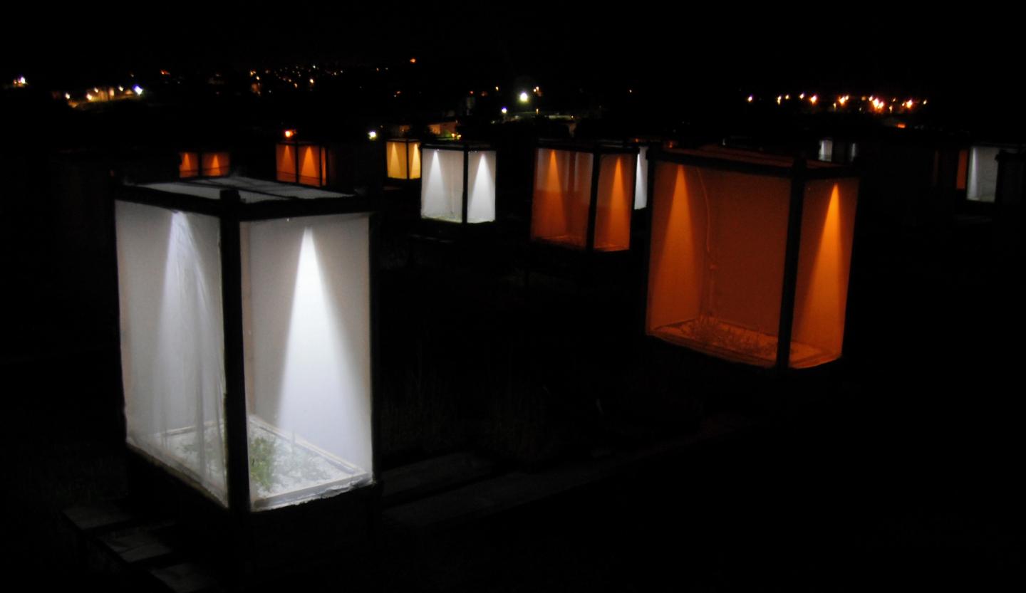 Grassland Plots at Night