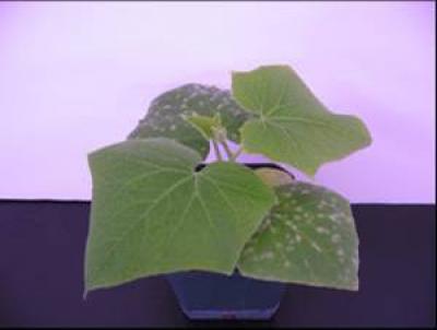 Biopesticide