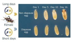Differences in growth between diapause and non-diapause cricket eggs