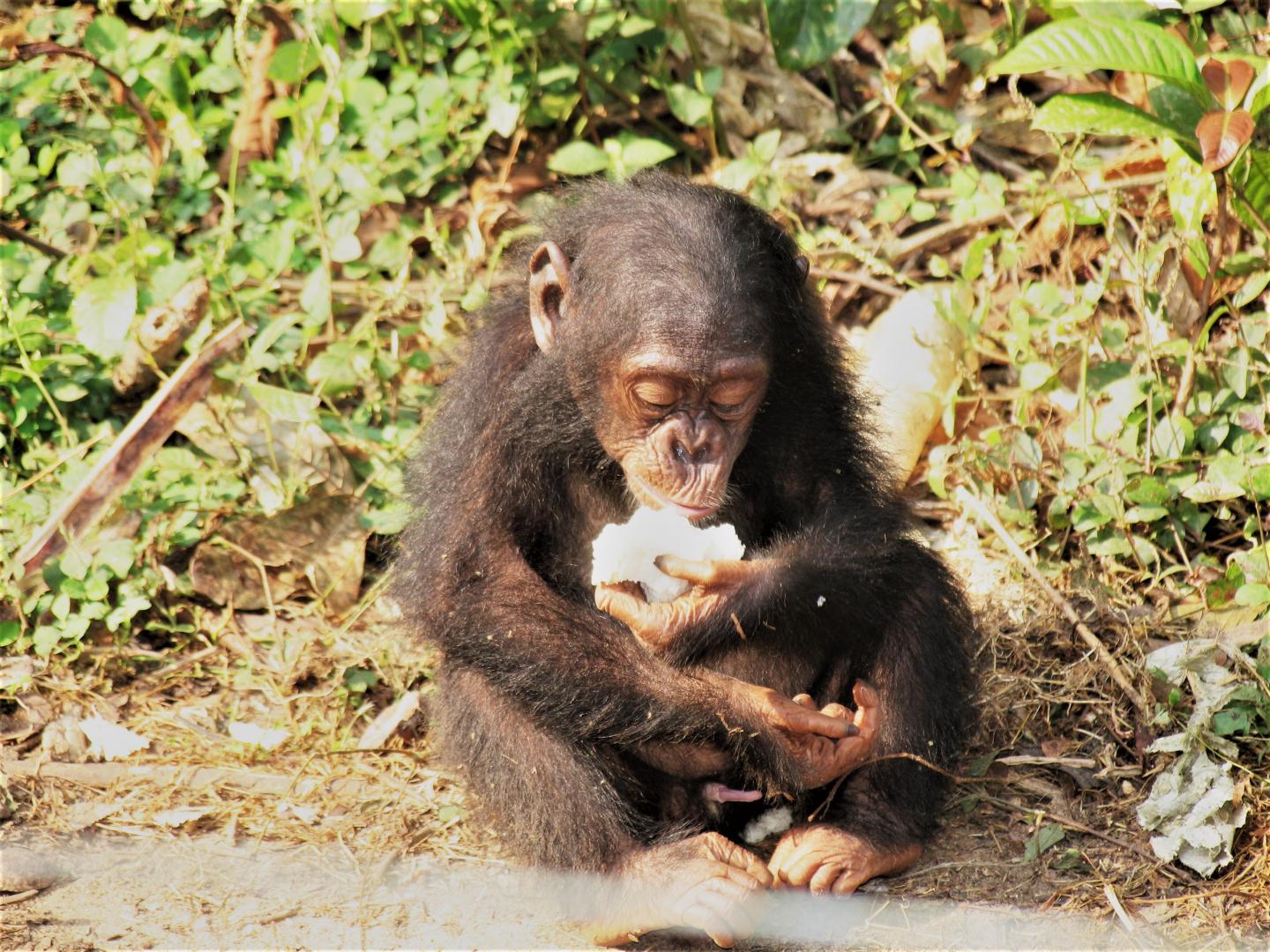 Why Are Primates Big-Brained? Researchers' Answer is Food for Thought