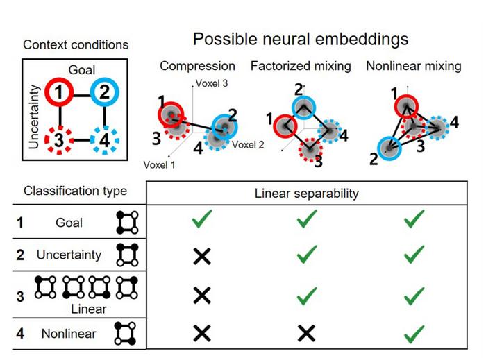 Uncovering brain’s secret to stable yet flexible learning – paving the way for human-like AI​