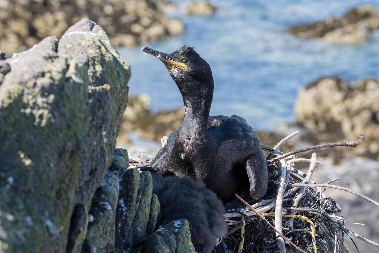 European Shag on the Isle of May