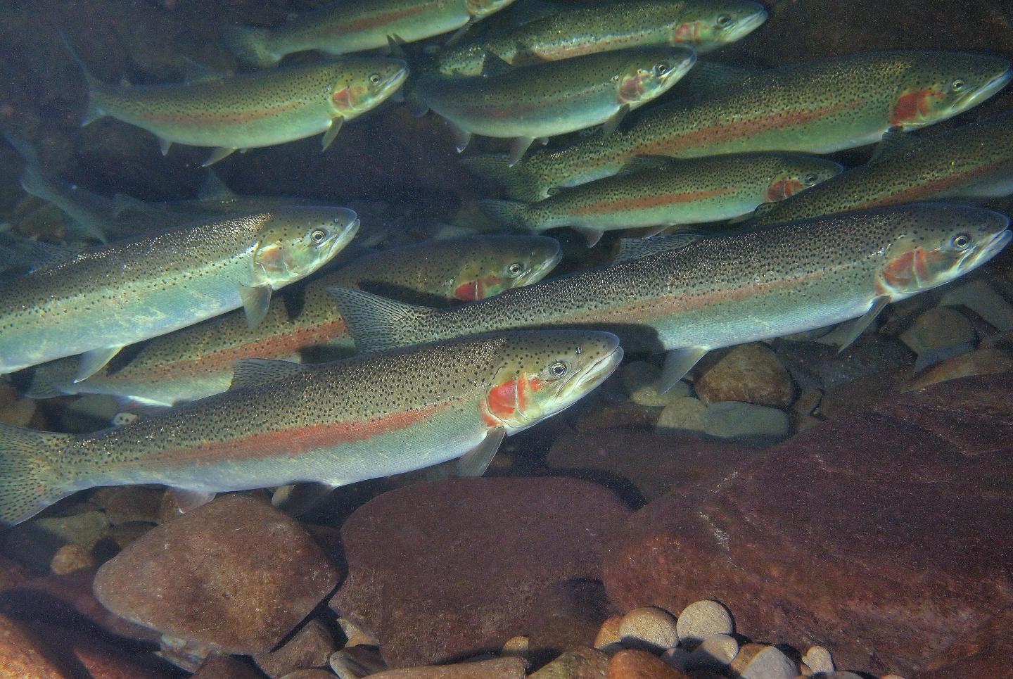 Steelhead Trout
