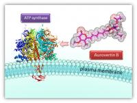 AT Synthase
